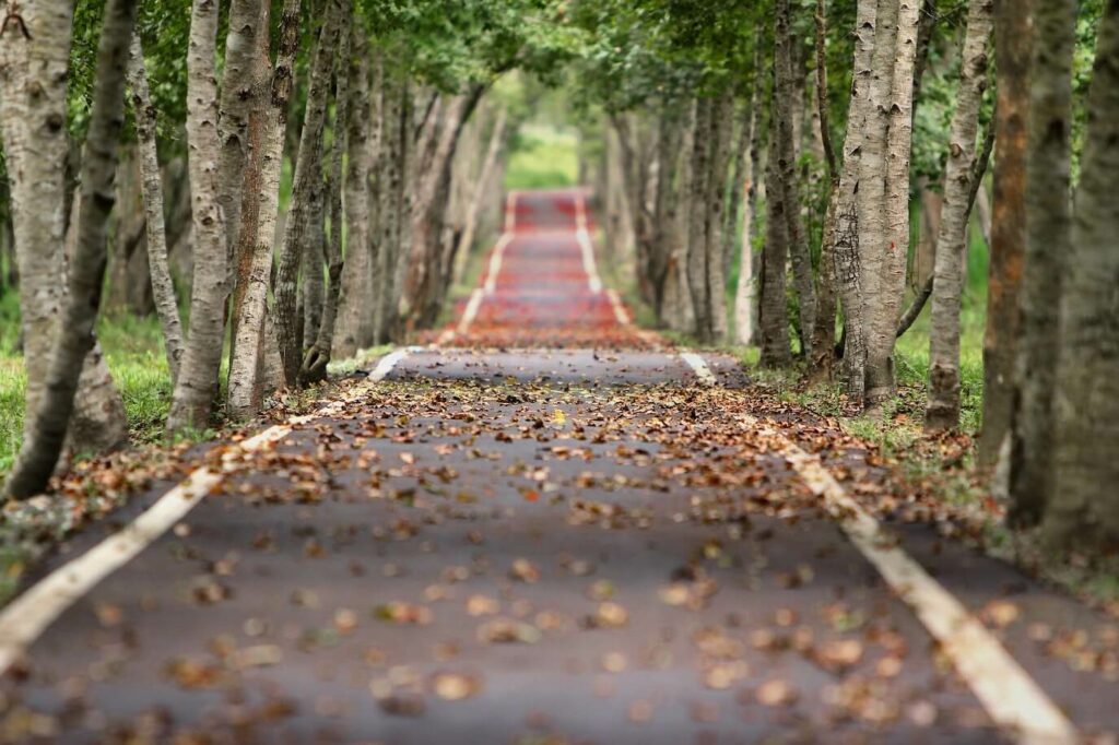 Photo of a woodland road